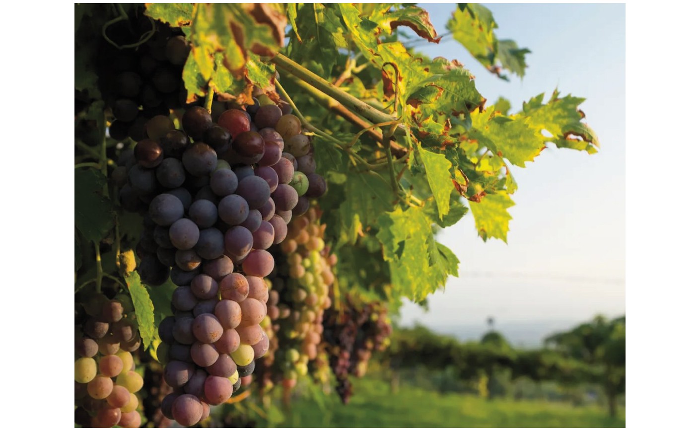 Esplorando i Vini Autoctoni Veneti: Tesori Vinicoli di una Terra di Passione