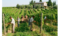 Differenza tra vino biologico, biodinamico e naturale: guida semplice alla scelta